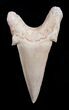 High Quality Otodus Fossil Shark Tooth #1736-1